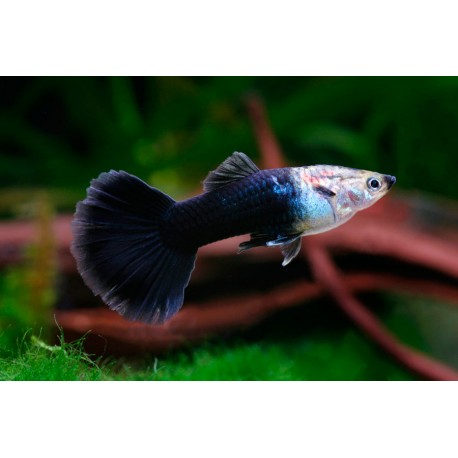 Guppy  Tuxedo black