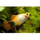 Platy Mickey Mouse