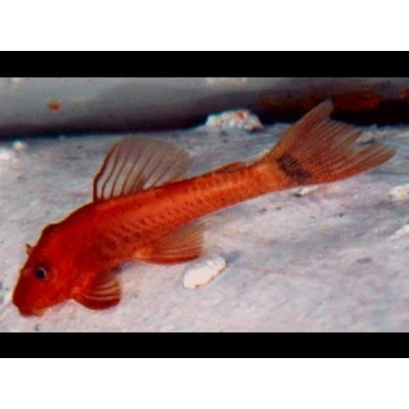 Ancistrus red