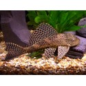 hypostomus plecostomus