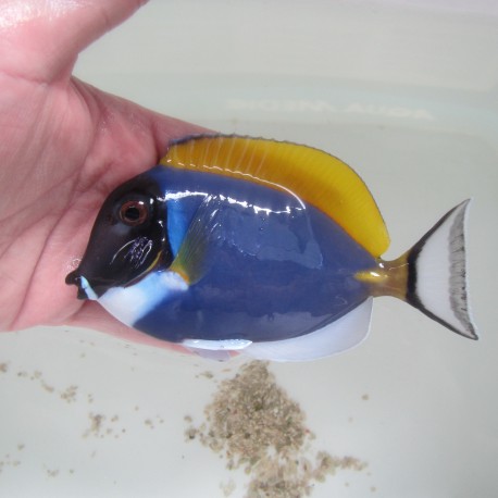 Acanthurus Leucosternon