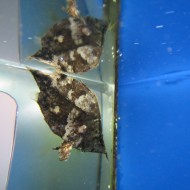 Monocirrhus polyacanthus (pesce foglia)