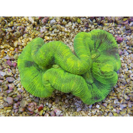 Trachyphyllia 