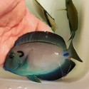 acanthurus tennenti