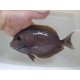 acanthurus xanthopterus X