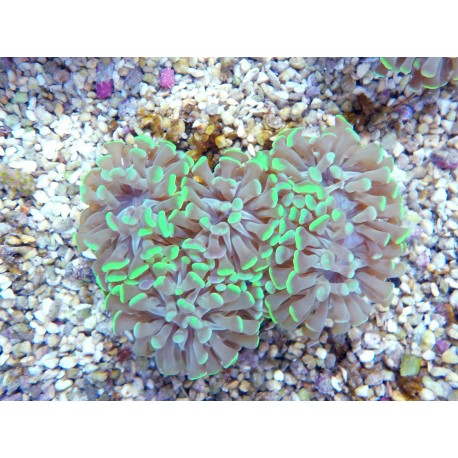 euphyllia parancora