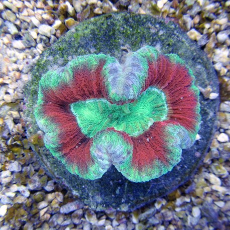 Trachyphyllia 