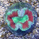 Trachyphyllia spp.