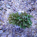 Euphyllia glabrescens