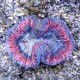 trachyphyllia 