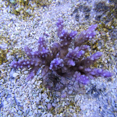 Acropora valida